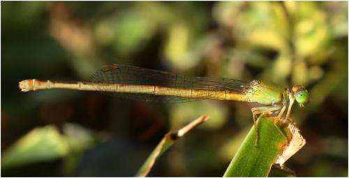 Ceriagrion coromandelianum