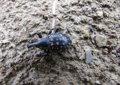 Liparus germanus
