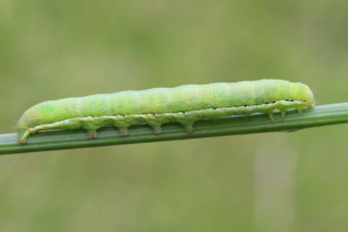 Réf. 176 007 : Polymixis flavicincta