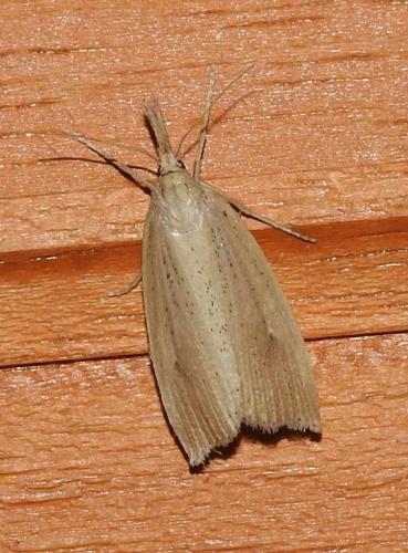 Réf. 176 697 : Chilo phragmitella