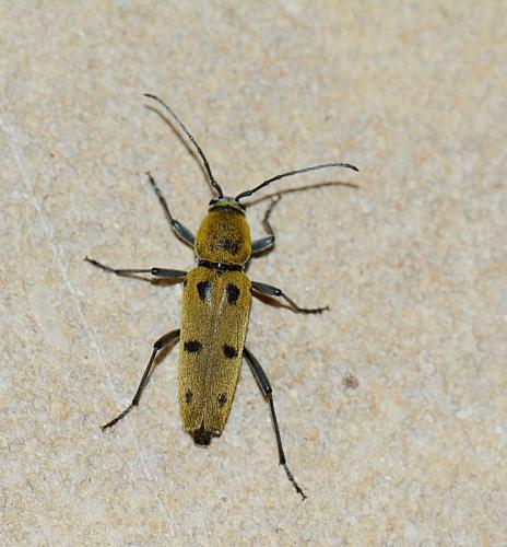 Chlorophorus glabromaculatus