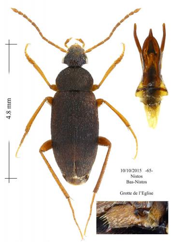 Choleva glauca