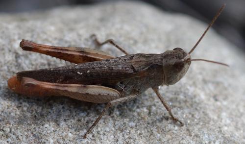 Chorthippus vagans vagans