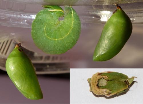 Charaxes jasius