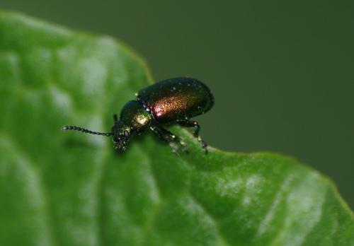 Gastrophysa viridula