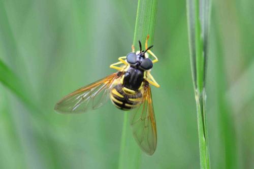 Chrysotoxum sp.