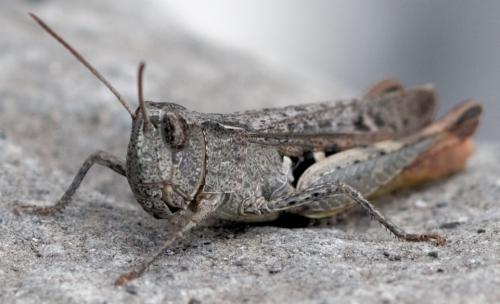 Réf. 176 662 : Chorthippus vagans vagans