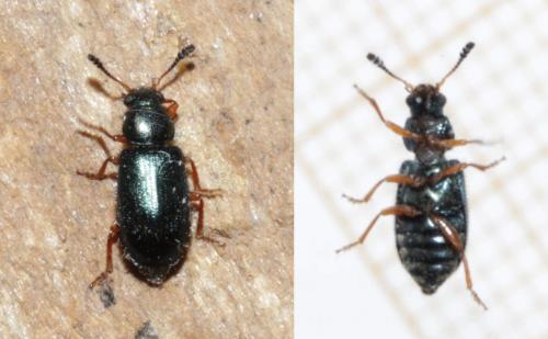 Necrobia rufipes