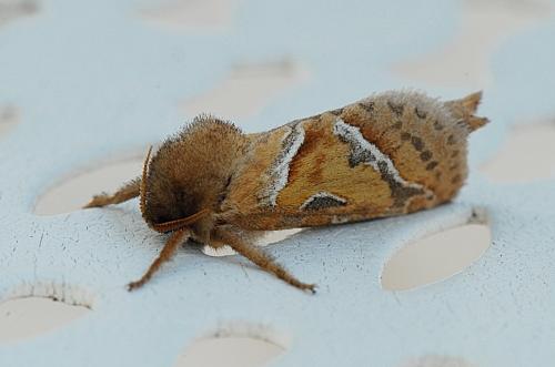 Triodia sylvina