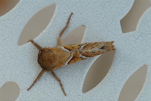 Triodia sylvina