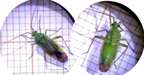 Closterotomus norwegicus