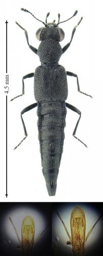 Réf. 176 132 : Stenus atratulus