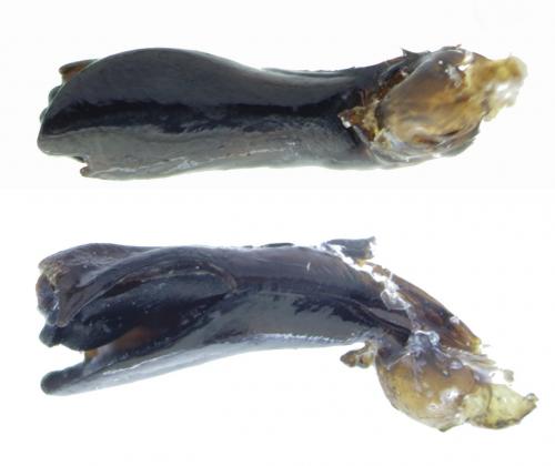Réf. 176 061 : Tasgius globulifer