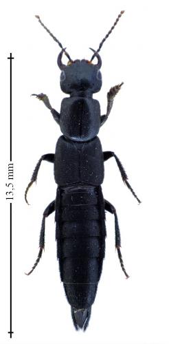 Tasgius globulifer