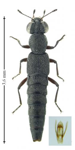 Stenus sp.