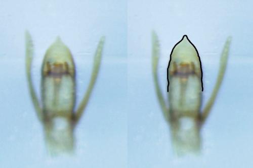 Stenus sp.