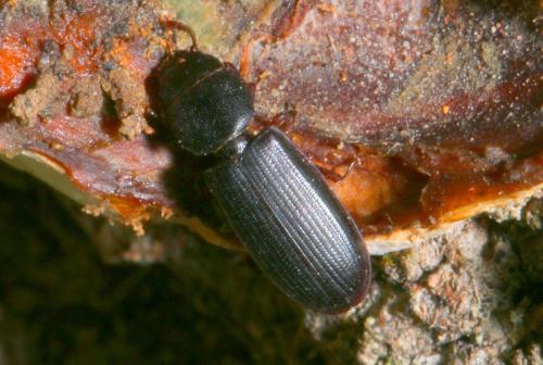 Tenebroides sp.