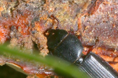 Tenebroides sp.