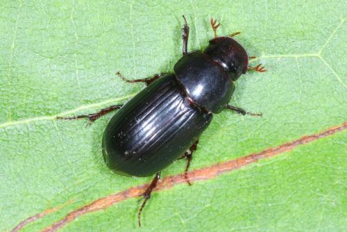 Acrossus rufipes