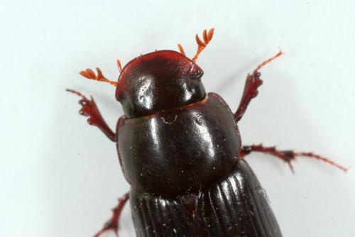 Acrossus rufipes