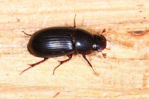 Acrossus rufipes