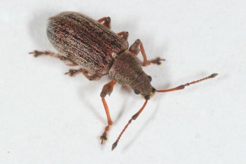 Réf. 176 805 : Phyllobius pyri