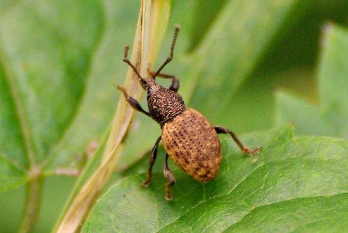 Réf. 176 891 : Otiorhynchus raucus