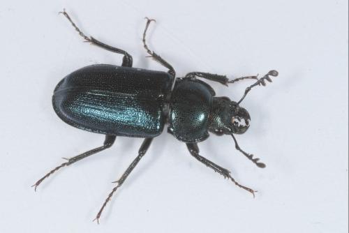 Platycerus caraboides
