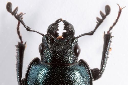 Platycerus caraboides