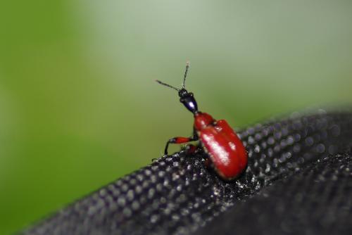 Apoderus coryli