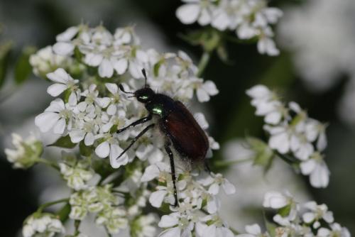 Réf. 176 832 : Phyllopertha horticola