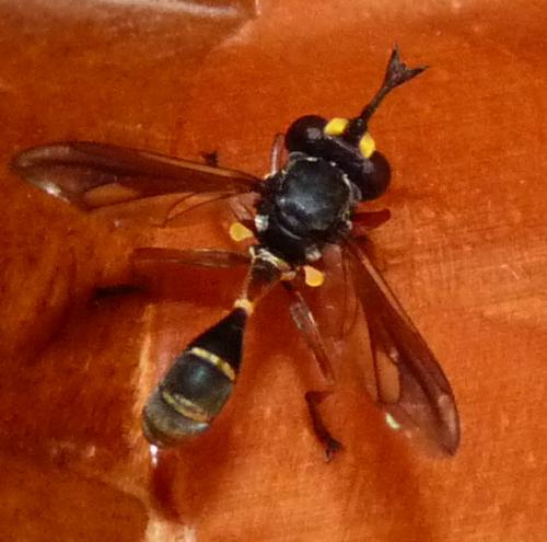 Réf. 176 249 : Physocephala rufipes