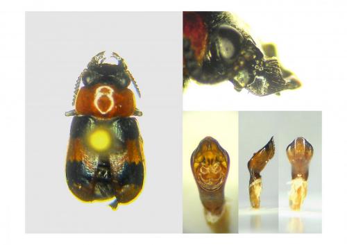 Réf. 176 490 : Coptocephala linnaeana