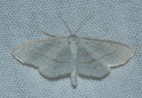 Scopula subpunctaria