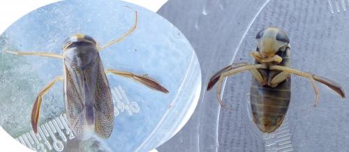 Corixa punctata