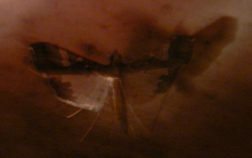Maruca vitrata