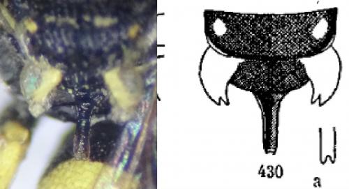 Oxybelus sp.