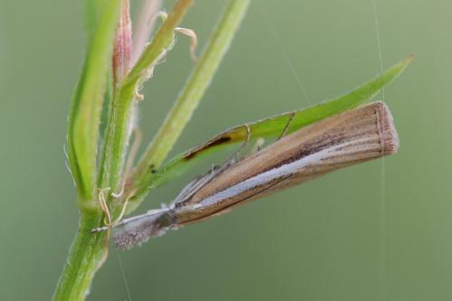 Agriphila selasella
