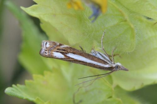 Crambus ericella