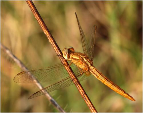 Crocothemis servilia