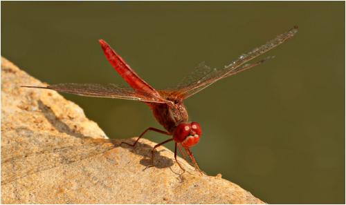 Crocothemis servilia