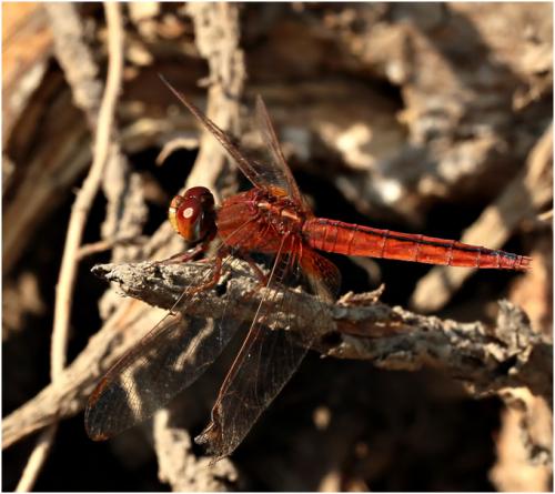 Crocothemis servilia