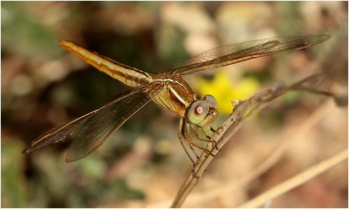 Crocothemis servilia