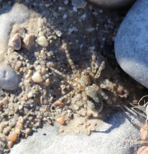 Réf. 176 291 : Arctosa sp.