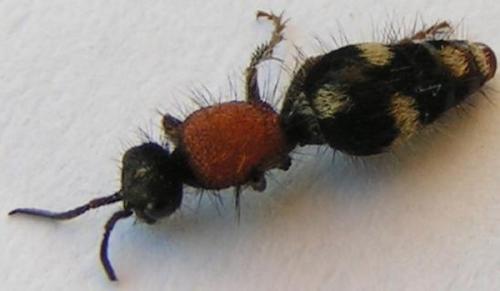 Réf. 176 423 : Dasylabris maura