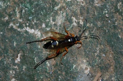 Réf. 176 338 : Diphyus quadripunctorius