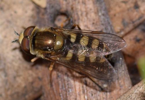 Réf. 176 094 : Eupeodes corollae