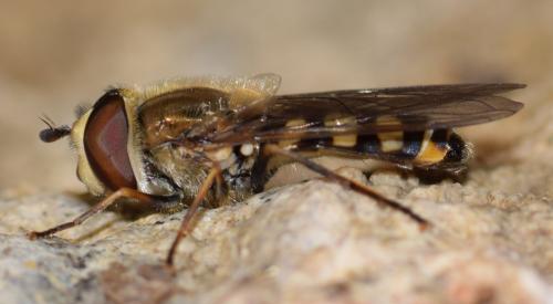 Réf. 176 095 : Eupeodes corollae