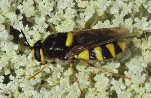Stratiomys chamaeleon