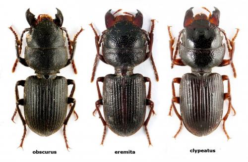 Dixus sp.
